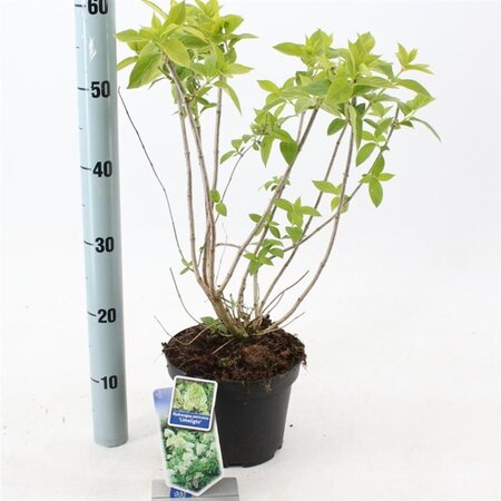 Hydrangea pan. 'Limelight' 30-40 cm cont. 3,0L - afbeelding 4
