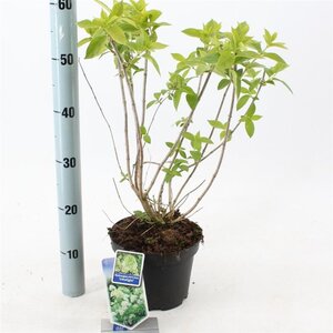 Hydrangea pan. 'Limelight' 30-40 cm cont. 3,0L - afbeelding 4