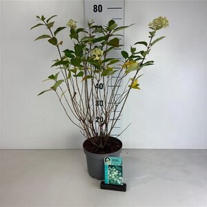 Hydrangea pan. 'Limelight' 50-60 cm cont. 3,5L