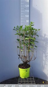 Hydrangea pan. 'Limelight' 50-60 cm cont. 5,0L - afbeelding 2