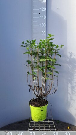 Hydrangea pan. 'Limelight' 50-60 cm cont. 5,0L - afbeelding 1