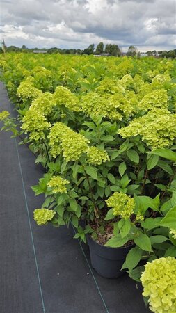 Hydrangea pan. 'Limelight' 60-80 cm cont. 10L - afbeelding 1