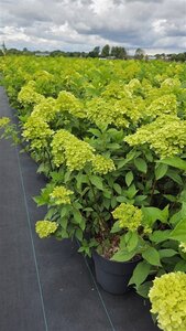 Hydrangea pan. 'Limelight' 60-80 cm cont. 10L