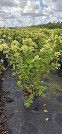 Hydrangea pan. 'Limelight' 60-80 cm cont. 10L - afbeelding 2