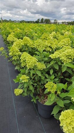 Hydrangea pan. 'Limelight' 60-80 cm cont. 10L - afbeelding 4