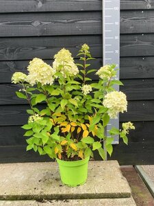 Hydrangea pan. 'Limelight' 60-80 cm cont. 5,0L - afbeelding 2