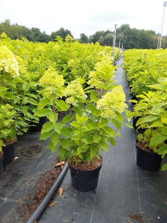 Hydrangea pan. 'Limelight' 60-80 cm cont. 5,0L - afbeelding 1