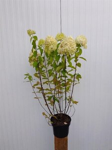 Hydrangea pan. 'Limelight' 60-80 cm cont. 5,0L - afbeelding 3
