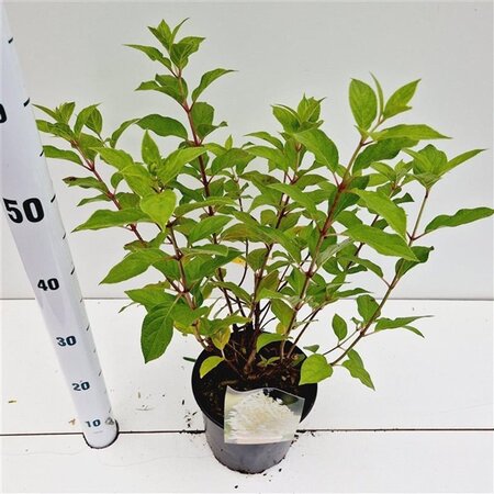 Hydrangea pan. 'Limelight' geen maat specificatie cont. 3,0L - afbeelding 1