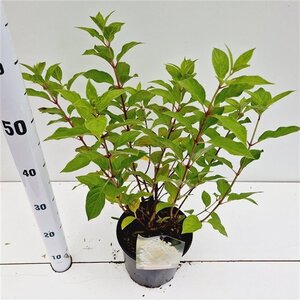 Hydrangea pan. 'Limelight' geen maat specificatie cont. 3,0L - afbeelding 1
