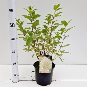 Hydrangea pan. 'Limelight' geen maat specificatie cont. 3,0L - afbeelding 2