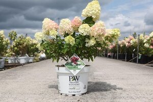 Hydrangea pan. Little Lime 40-50 cm cont. 10L