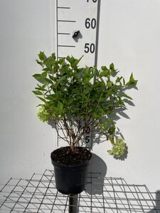 Hydrangea pan. Little Lime 40-50 cm cont. 3,0L - afbeelding 5