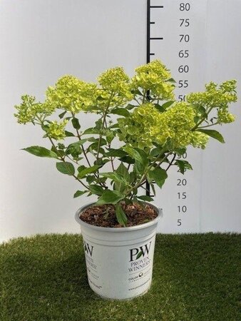 Hydrangea pan. Little Lime 40-50 cm cont. 3,0L - afbeelding 4