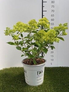 Hydrangea pan. Little Lime 40-50 cm cont. 3,0L - afbeelding 4
