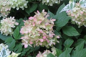 Hydrangea pan. Little Lime 40-50 cm cont. 3,0L