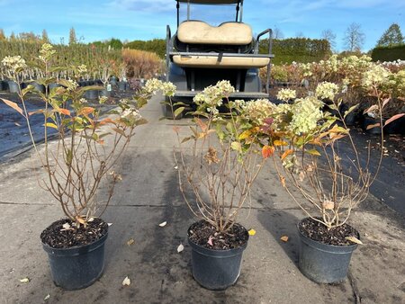Hydrangea pan. Little Lime 40-50 cm cont. 3,0L - afbeelding 6