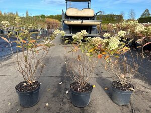 Hydrangea pan. Little Lime 40-50 cm cont. 3,0L - afbeelding 6