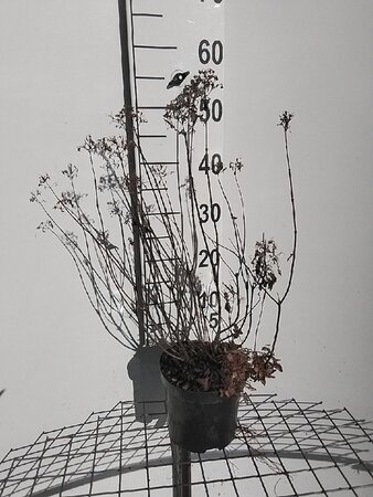 Hydrangea pan. Little Lime 40-50 cm cont. 3,0L - afbeelding 6