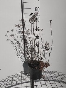 Hydrangea pan. Little Lime 40-50 cm cont. 3,0L - afbeelding 6