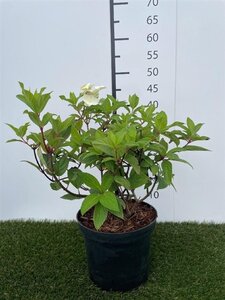 Hydrangea pan. Mega Mindy 40-50 cm cont. 3,0L