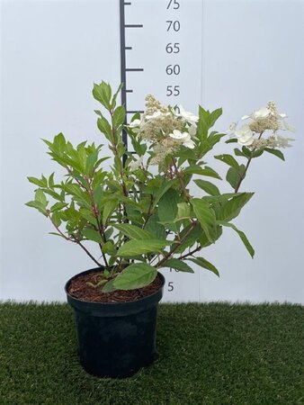 Hydrangea pan. 'Pink Diamond' 40-50 cm cont. 3,0L