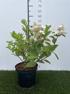 Hydrangea pan. 'Pink Diamond' 40-50 cm cont. 3,0L