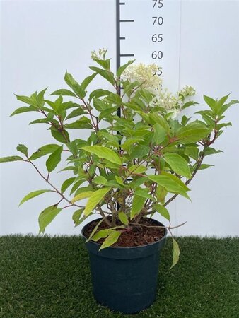 Hydrangea pan. 'Phantom' 40-50 cm cont. 3,0L - afbeelding 1