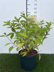Hydrangea pan. 'Phantom' 40-50 cm cont. 3,0L