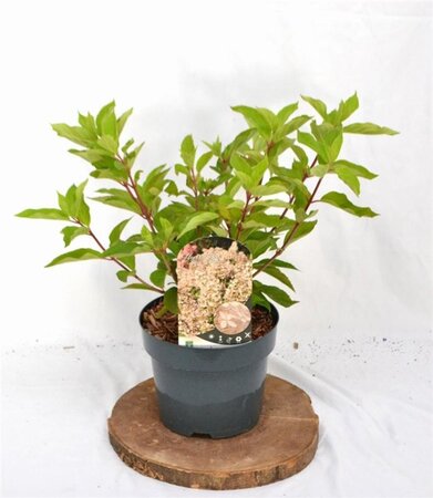 Hydrangea pan. 'Phantom' 40-50 cm cont. 3,0L - afbeelding 3