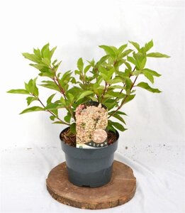 Hydrangea pan. 'Phantom' 40-50 cm cont. 3,0L - afbeelding 3