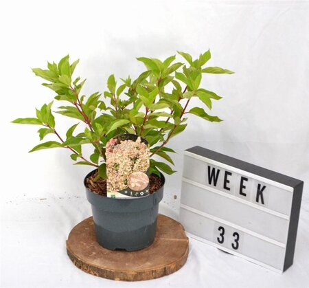 Hydrangea pan. 'Phantom' 40-50 cm cont. 3,0L - afbeelding 4