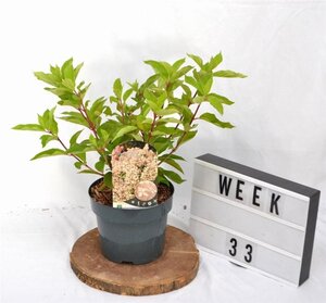 Hydrangea pan. 'Phantom' 40-50 cm cont. 3,0L - afbeelding 4