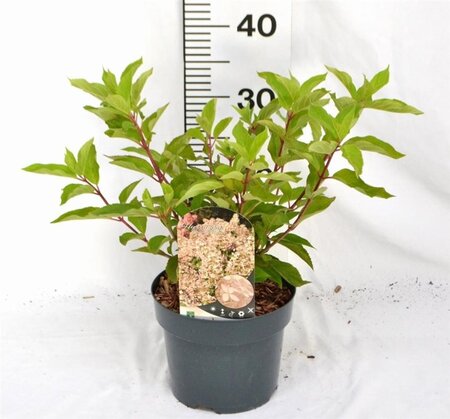 Hydrangea pan. 'Phantom' 40-50 cm cont. 3,0L - afbeelding 5