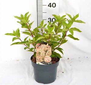 Hydrangea pan. 'Phantom' 40-50 cm cont. 3,0L - afbeelding 5