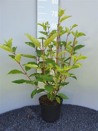 Hydrangea pan. 'Phantom' 40-50 cm cont. 3,0L - afbeelding 2