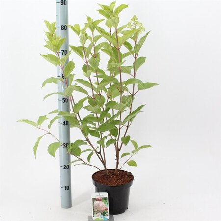 Hydrangea pan. 'Phantom' 50-60 cm cont. 3,0L - afbeelding 4