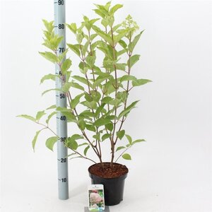 Hydrangea pan. 'Phantom' 50-60 cm cont. 3,0L - afbeelding 4