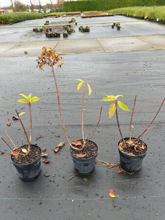 Hydrangea pan. 'Phantom' geen maat specificatie cont. 1,3L - afbeelding 3