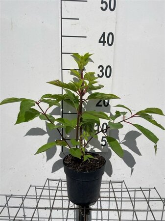 Hydrangea pan. 'Phantom' geen maat specificatie cont. 1,3L - afbeelding 1