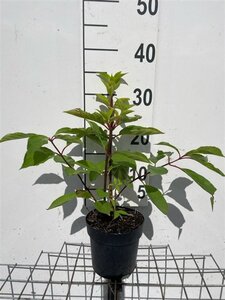 Hydrangea pan. 'Phantom' geen maat specificatie cont. 1,3L