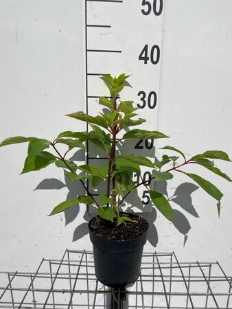 Hydrangea pan. 'Phantom' geen maat specificatie cont. 1,3L - afbeelding 2