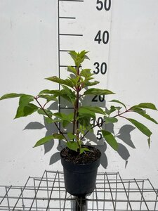 Hydrangea pan. 'Phantom' geen maat specificatie cont. 1,3L - afbeelding 2