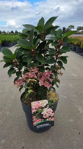 Hydrangea pan. Polestar 40-50 cm cont. 10L - afbeelding 2