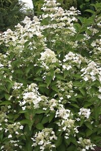 Hydrangea pan. Prim White 40-50 cm cont. 3,0L