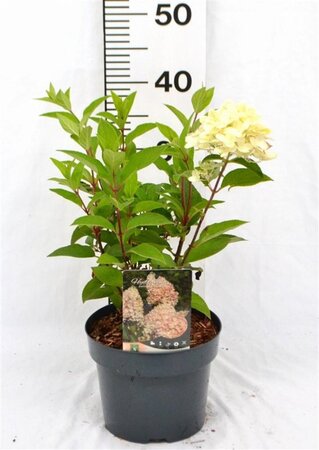 Hydrangea pan. 'Silver Dollar' 40-50 cm cont. 3,0L - afbeelding 1