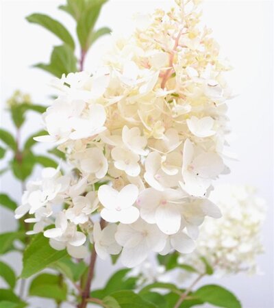 Hydrangea pan. 'Silver Dollar' 40-50 cm cont. 3,0L - afbeelding 2