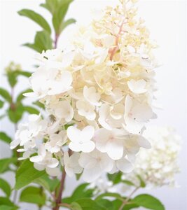 Hydrangea pan. 'Silver Dollar' 40-50 cm cont. 3,0L - afbeelding 2