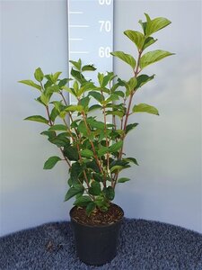 Hydrangea pan. 'Silver Dollar' 40-50 cm cont. 3,0L - afbeelding 6