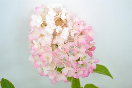 Hydrangea pan. 'Silver Dollar' 40-50 cm cont. 3,0L - afbeelding 3